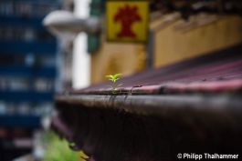 Natur in Hongkong.jpg
