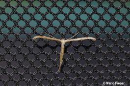 Federgeistchen am Trampolinnetz.jpg