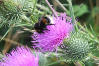 Wegrandstreifen_Vreden (1).jpg