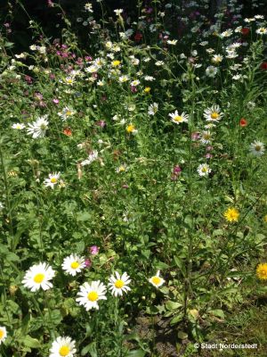 norderstedt_wildblumenwiesen_01.jpg