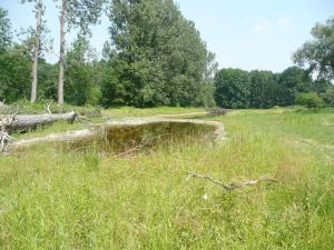 Flussrenaturierung_Ravensburg (3).JPG