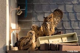 Gewinnerin, Anja Eder mit der Fotografie „Uhufamilie“.jpg