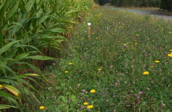 Wegrandstreifen_Vreden (3).jpg