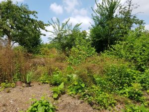 Ein Garten zum Entdecken_Betina_Kuechenhoff_klein.jpg