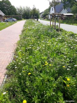 Naturnahes Straßenbegleitgrün.jpg