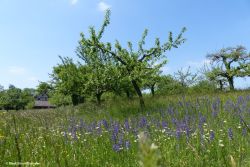 Stadt Friedrichshafen_1.jpg