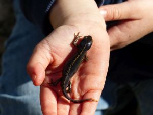 Natur Entdecken_Betina_Kuechenhoff_klein.jpg