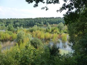 Aufkommende Gehölze_klein.jpg