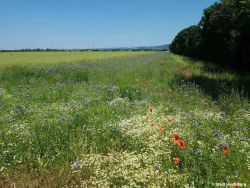 Blühstreifen.jpg