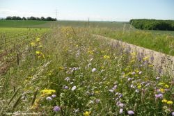 Jürgen Hetzler_Stadt Heilbronn_Randstreifen_Bestand im Mai.jpg