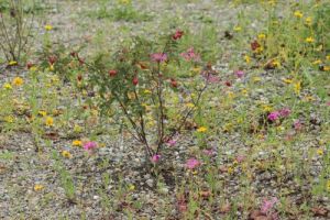 Naturnah dran_Ravensburg (1).jpg