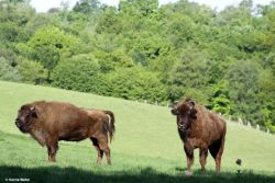 Wisente_Hanna Walter.jpg