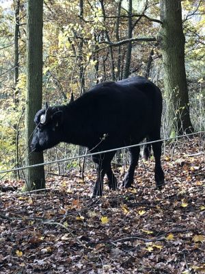 Büffel am E-Zaun_klein.jpg
