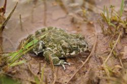 Männliche Wechselkröte in der Nonnenklinge (Quelle Deuschle)_klein.jpg