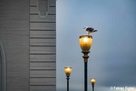 Möwe in der Stadt.jpg