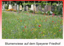 Speyer_Blumenwiese Friedhof.jpg