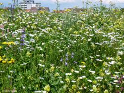 Umwandlung_Bad Saulgau_1.jpg