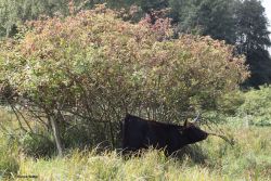 Verbiss als Kuhbusch_Hanna Walter.jpg