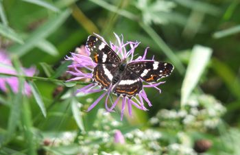 Wegrandstreifen_Vreden (4).jpg