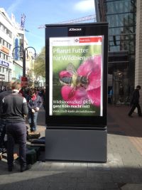 wildbienenschutz_koeln5.jpg