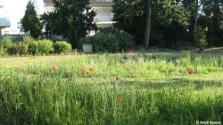 Speyer_ Wildbienenbeet 1r.jpg