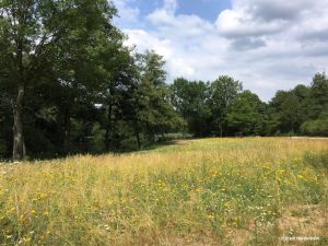 norderstedt_wildblumenwiesen_02.jpg