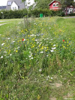 Blühstreifen.jpg