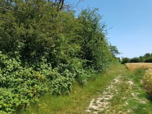 Hecken als Lenbensraumelement_Betina_Kuechenhoff_klein.jpg