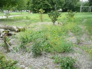 Naturnah dran_Ravensburg (2).JPG