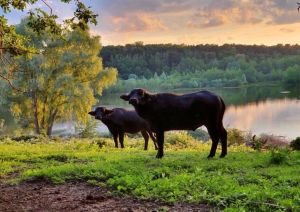 Büffel im NSG_klein.jpg
