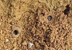 ES_Wildbienenbehausungen Erdwall_klein.jpg