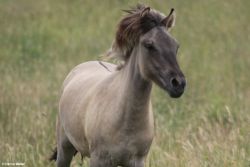 Heckpferd_Hanna Walter_querformat.jpg