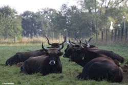 Heckrinder Herde_Hanna Walter.jpg