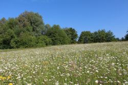 Rhein-Erft-Kreis_artenreiche Mähwiese.jpg
