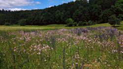 wildblumensommer_abtsgmuend4.jpg
