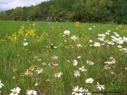 (c) Biostation-BN-REK_Rotbachaue.jpg