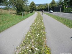 Blühstreifen.jpg