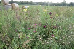 Stadt Riedstadt_Rebhuhnfläche.jpg