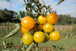 Sunvivas - Culinaris - Saatgut fuer Lebensmittel.jpg