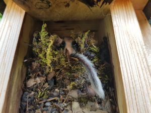 besiedelter Gartenschläferkasten_Betina_Kuechenhoff_klein.jpg