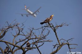 ich kann auch laut sein.jpg