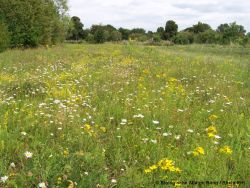 (c) Biostation-BN-REK_Rotbachaue2013.jpg